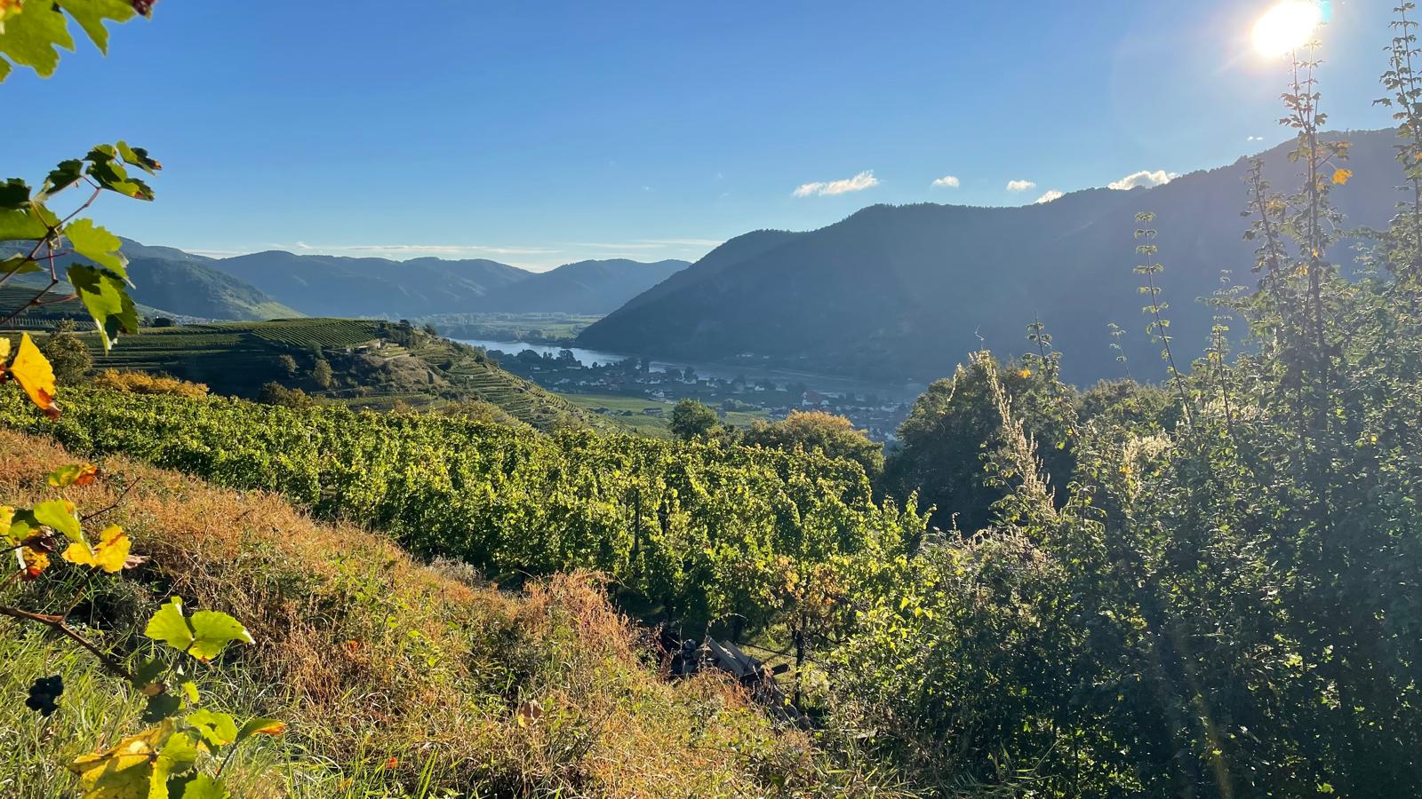 Weingut Mang Hintergrund