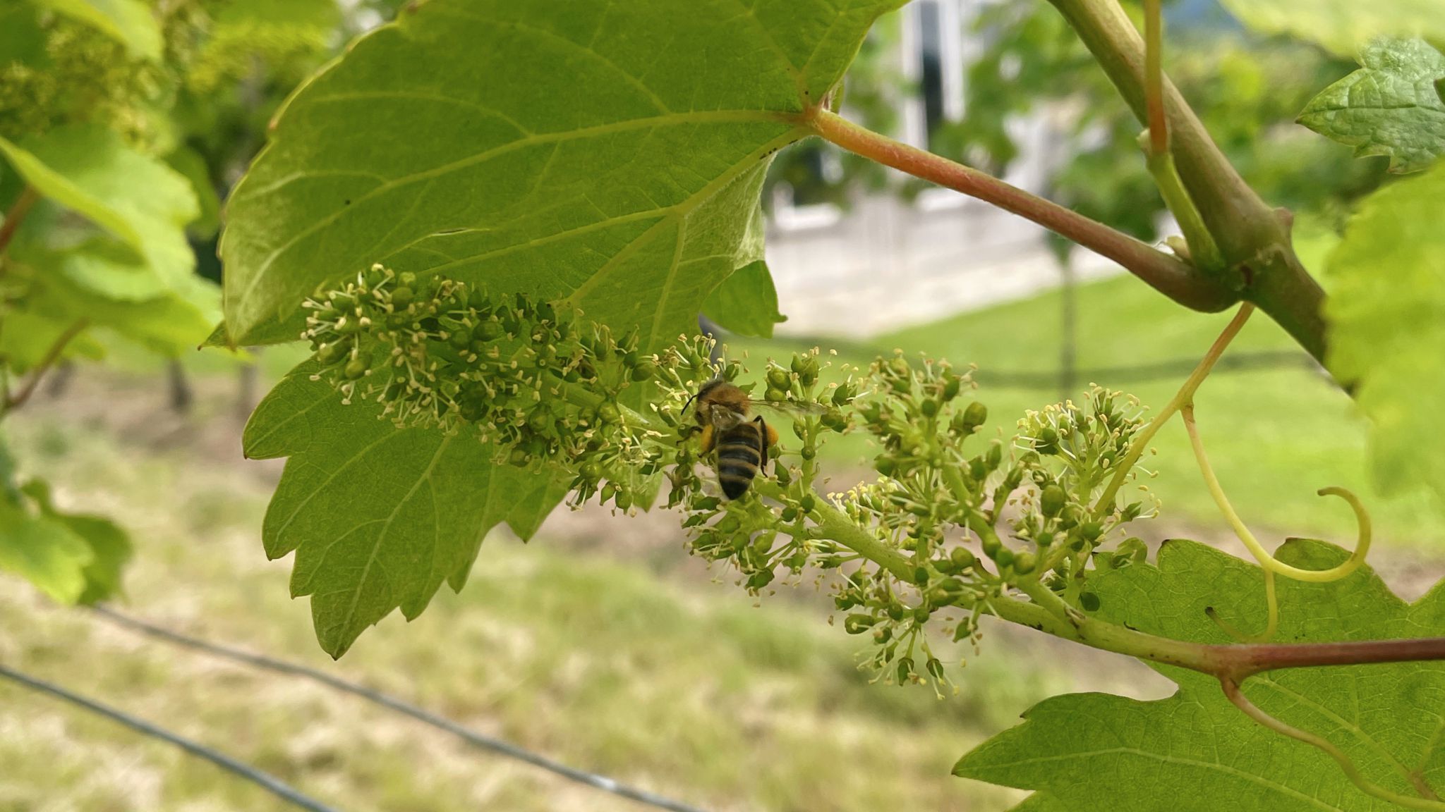 Nachhaltiger Weinbau